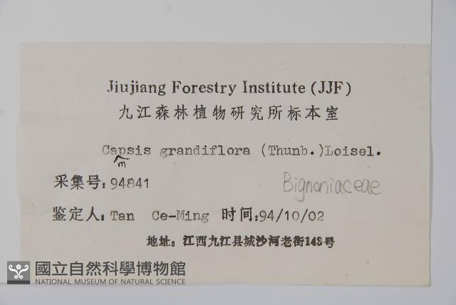 紫葳, 凌霄花藏品圖，第2張