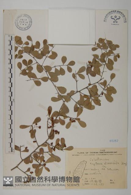 北仲, 刺裸實藏品圖，第1張