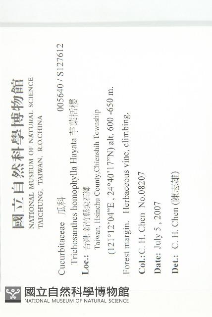 芋葉括樓藏品圖，第2張