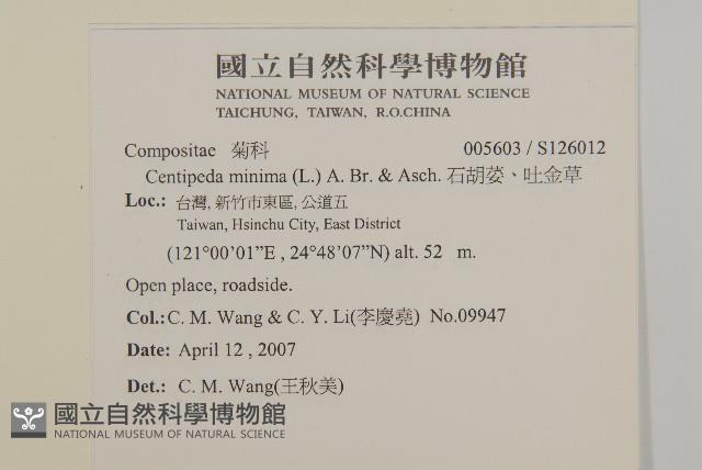 石胡荽、吐金草藏品圖，第2張