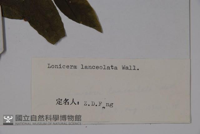 柳葉忍冬藏品圖，第2張