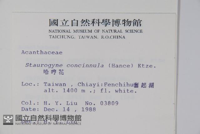 哈哼花藏品圖，第2張