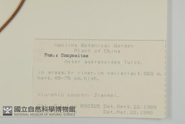 山白蘭藏品圖，第2張