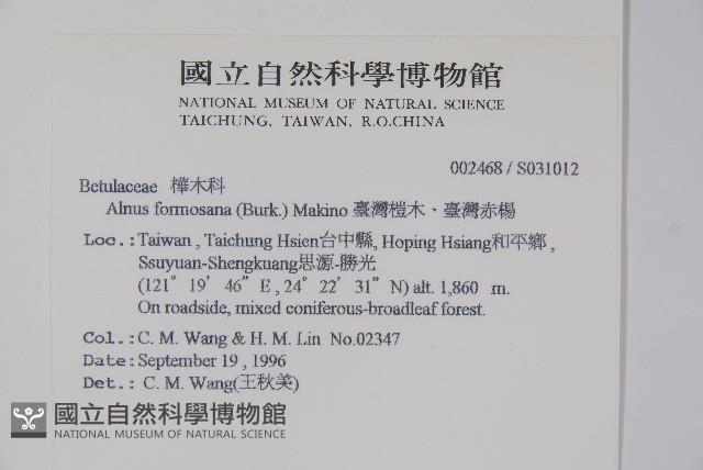 臺灣赤楊、臺灣榿木藏品圖，第2張