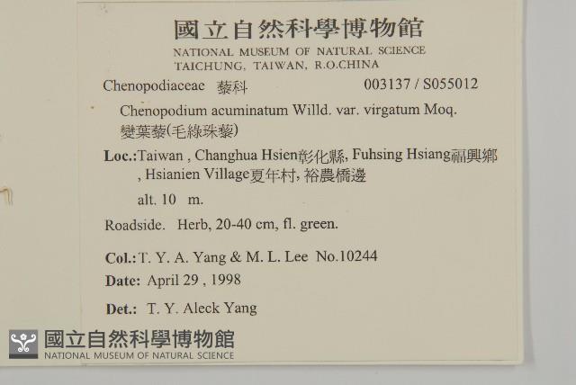 變葉藜、毛綠珠藜藏品圖，第2張