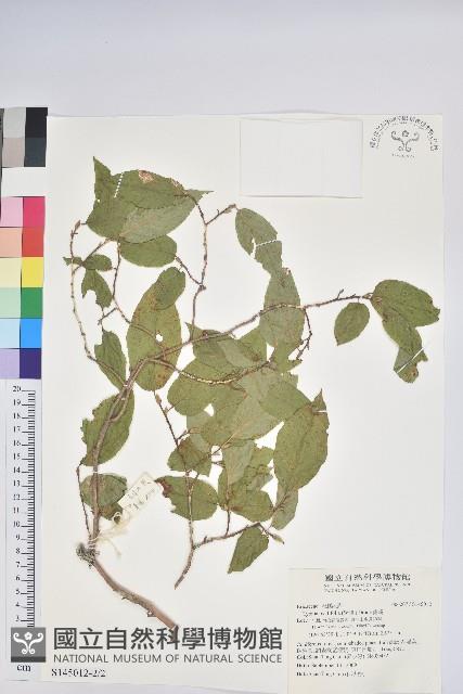 南燭藏品圖，第2張