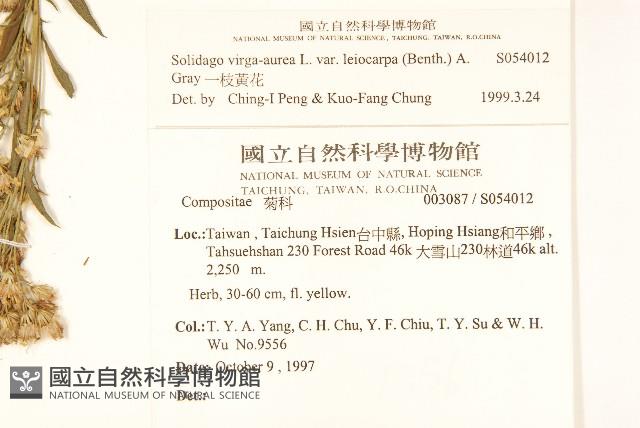 一枝黃花藏品圖，第2張