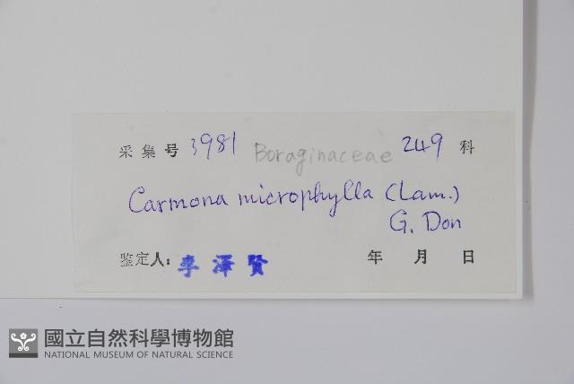 Free Tea Tree Collection Image, Figure 2, Total 2 Figures