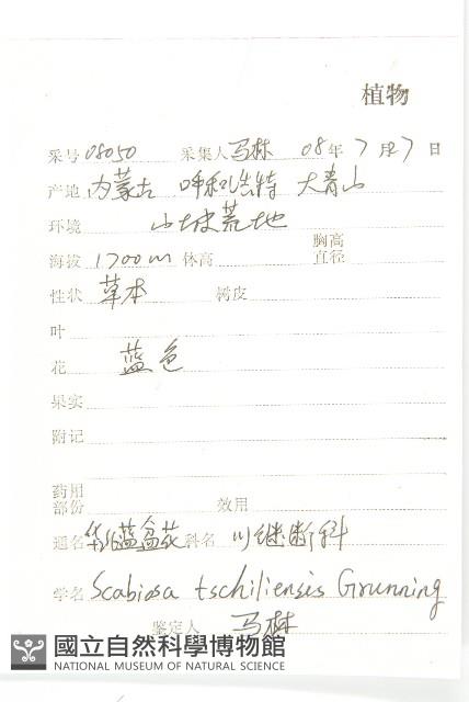 華北藍盆花藏品圖，第2張