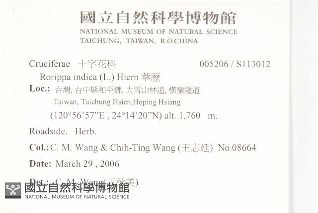 葶藶藏品圖，第2張