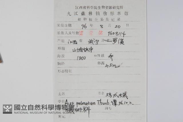 雞爪槭藏品圖，第2張