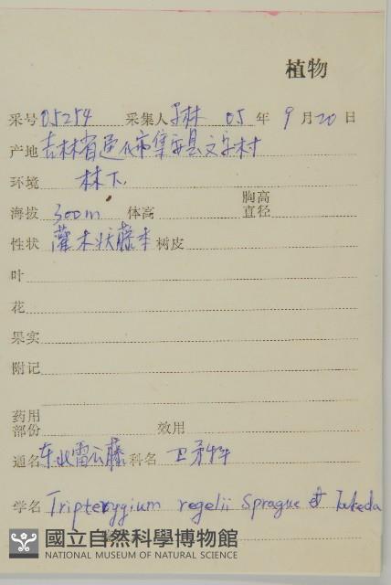 東北雷公藤藏品圖，第2張