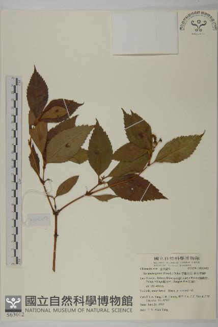 草珊瑚、紅果金粟蘭藏品圖，第1張