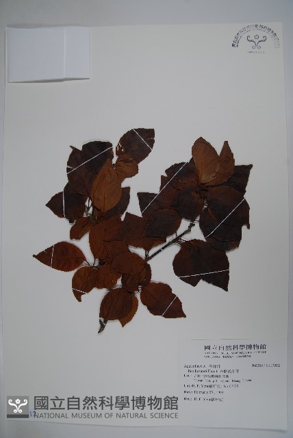 草野氏冬青藏品圖，第1張