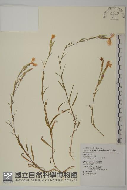 玉山石竹藏品圖，第1張