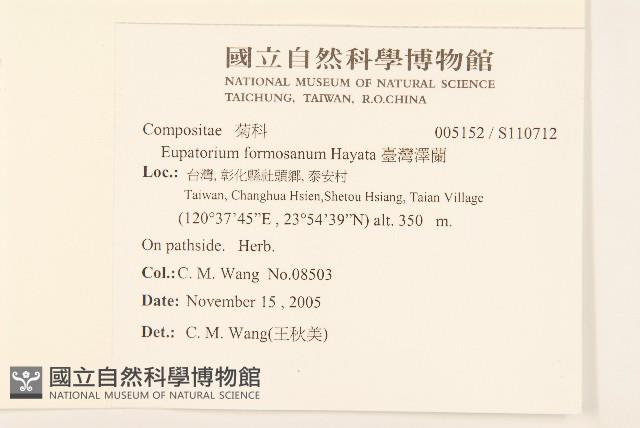 臺灣澤蘭藏品圖，第2張