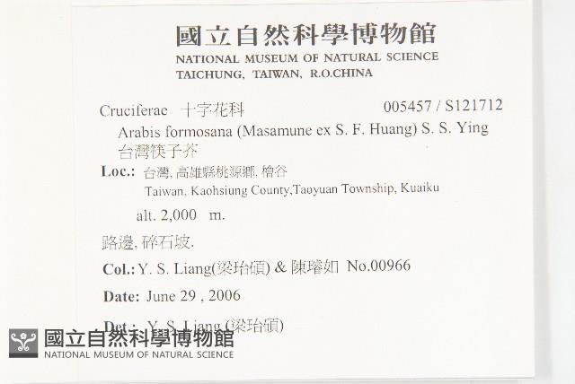 台灣筷子芥藏品圖，第2張