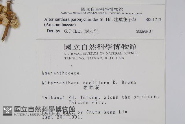 匙葉蓮子草藏品圖，第2張