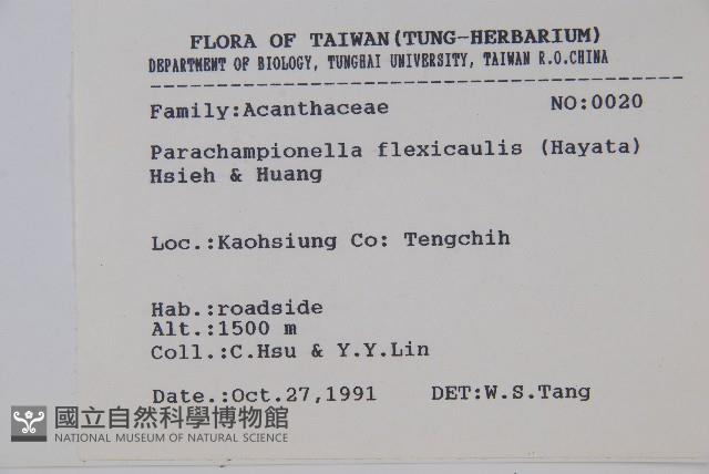 曲莖馬藍藏品圖，第2張