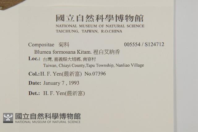 裡白艾納香藏品圖，第2張