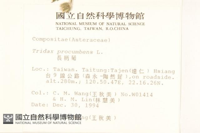 長柄菊藏品圖，第2張