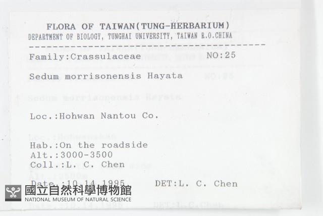 玉山佛甲草藏品圖，第2張