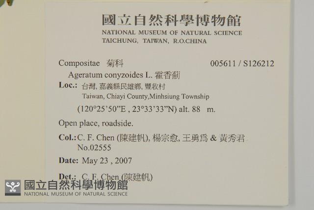 霍香薊藏品圖，第2張