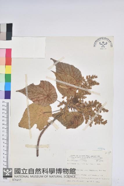 血桐藏品圖，第1張