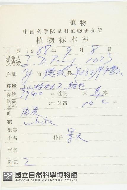 菊葉紅景天藏品圖，第2張