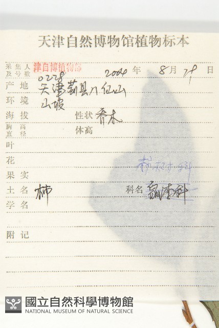 柿、柿仔、紅柿藏品圖，第2張