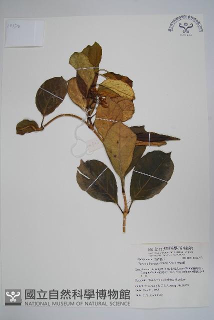 爬森藤藏品圖，第1張