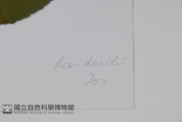 青榨槭藏品圖，第2張