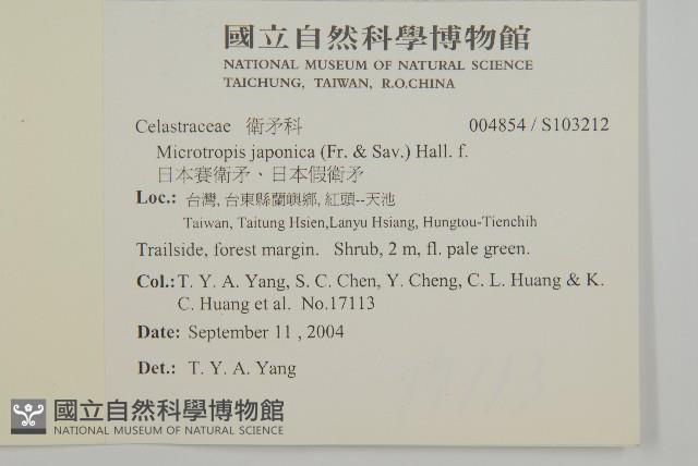 日本賽衛矛、日本假衛矛藏品圖，第2張