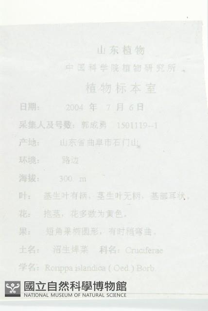 鳳花菜藏品圖，第2張