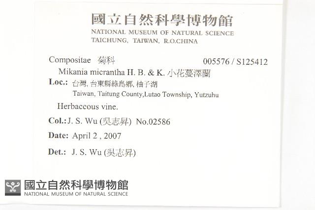 小花蔓澤蘭藏品圖，第2張