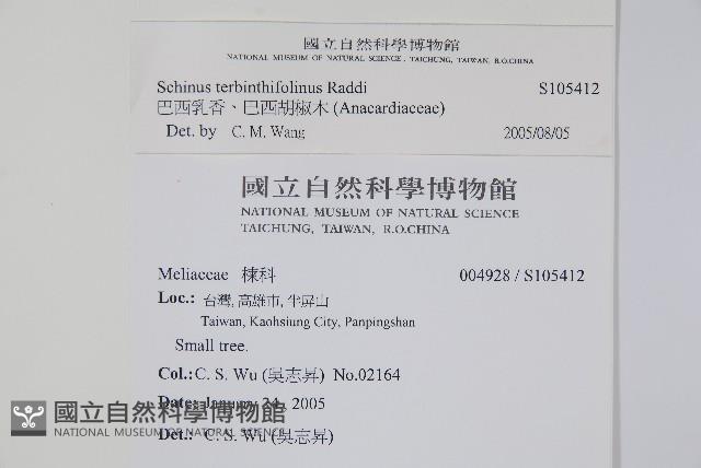 巴西乳香、巴西胡椒木藏品圖，第2張