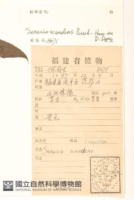 蔓黃菀藏品圖，第2張