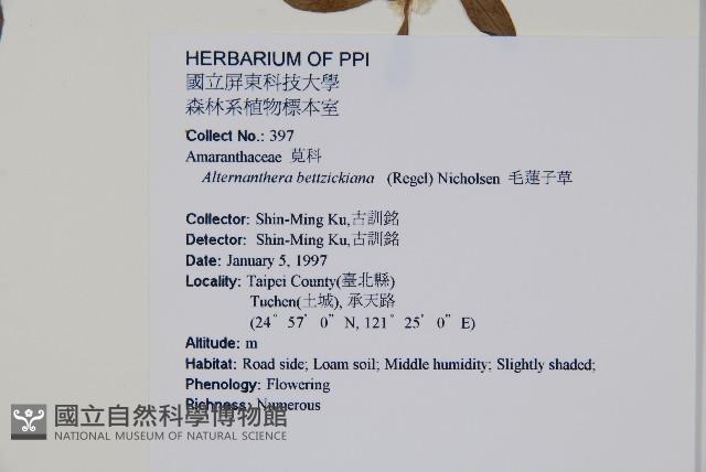 毛蓮子草藏品圖，第2張