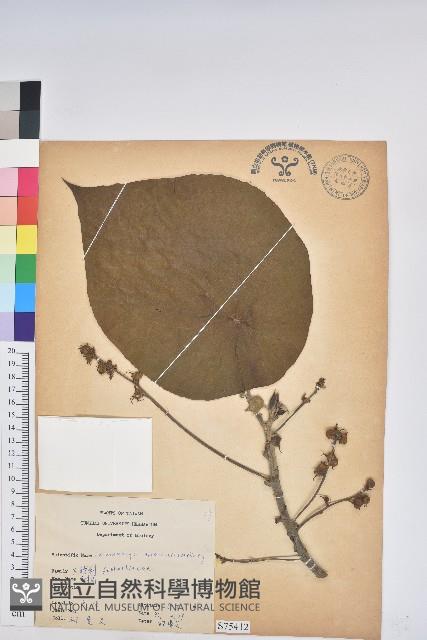 血桐藏品圖，第1張