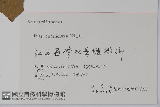 鹽膚木藏品圖，第2張