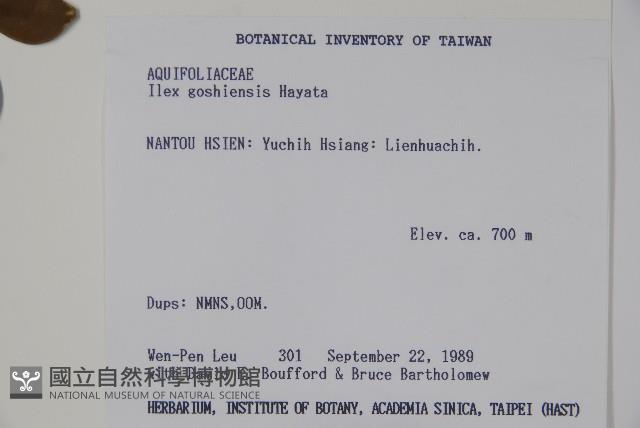 圓葉冬青藏品圖，第2張