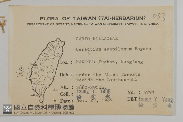 細葉卷耳藏品圖，第2張