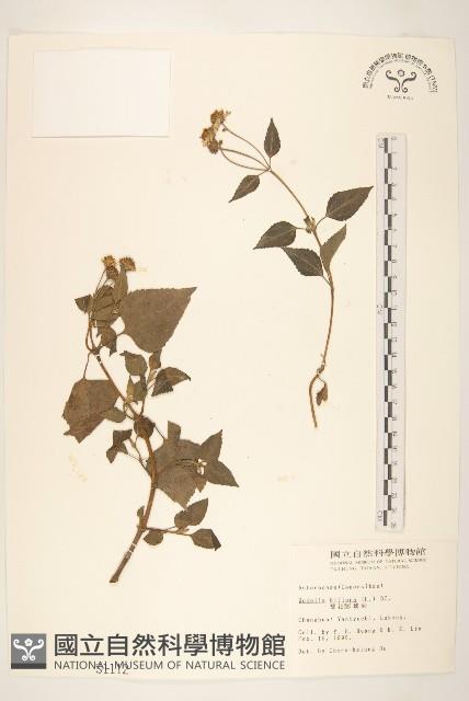 雙花蟛蜞菊藏品圖，第1張