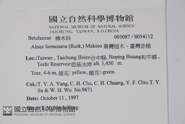 臺灣赤楊、臺灣榿木藏品圖，第2張