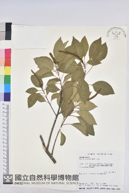 白臼藏品圖，第1張