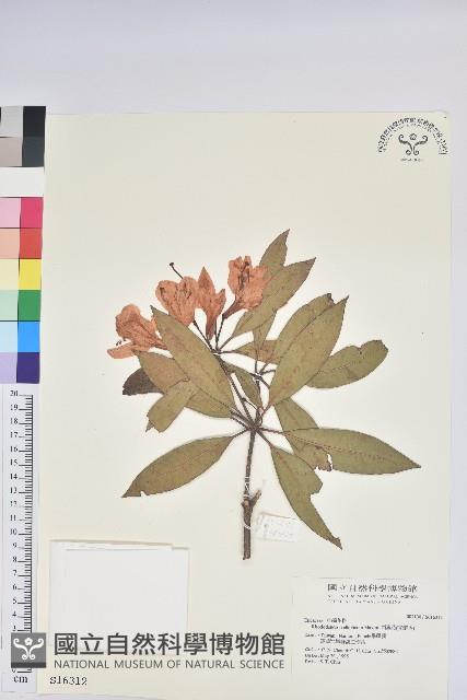 西施花、青紫木藏品圖，第1張