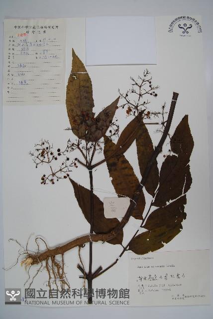 冇骨消藏品圖，第1張