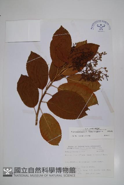 厚殼樹藏品圖，第1張