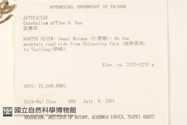 鼠麴草藏品圖，第2張