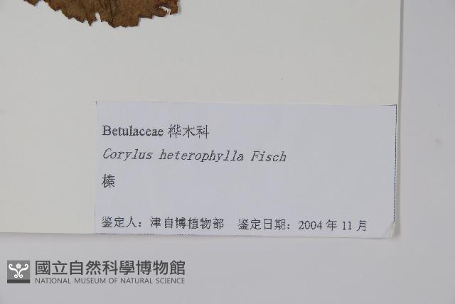 榛樹藏品圖，第2張